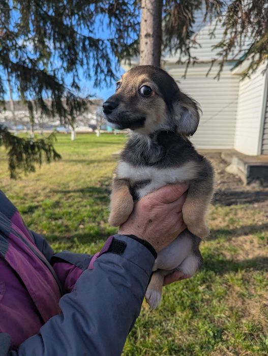 Щенятко Рей шукає родину