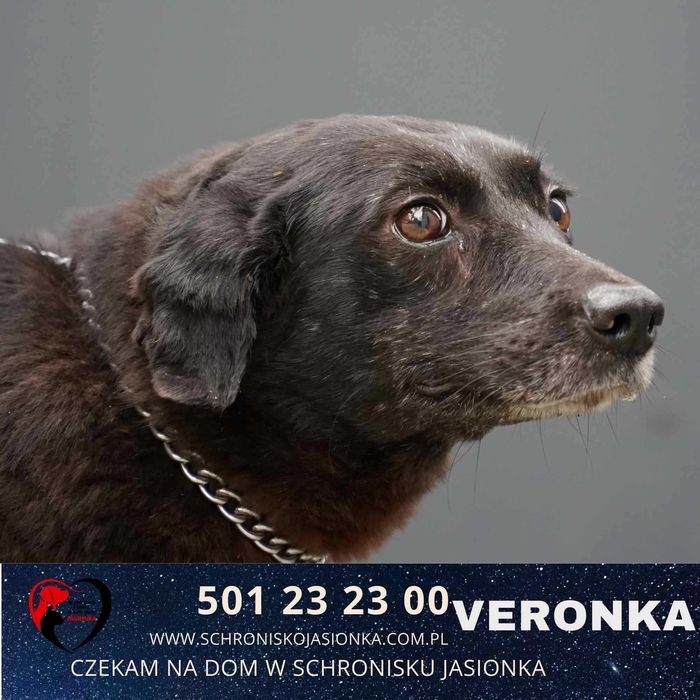 Veronka do adopcji – Schronisko Jasionka
