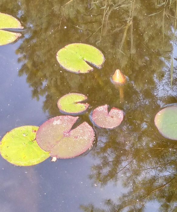 Лілія водяна, німфея Блек Принцес