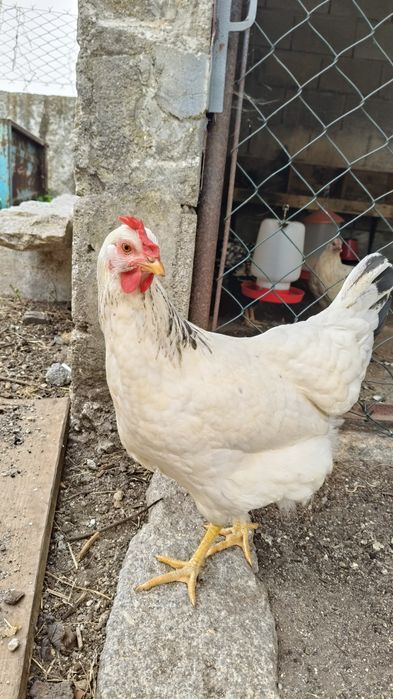 Vendo Ovos caseiros de galinhas