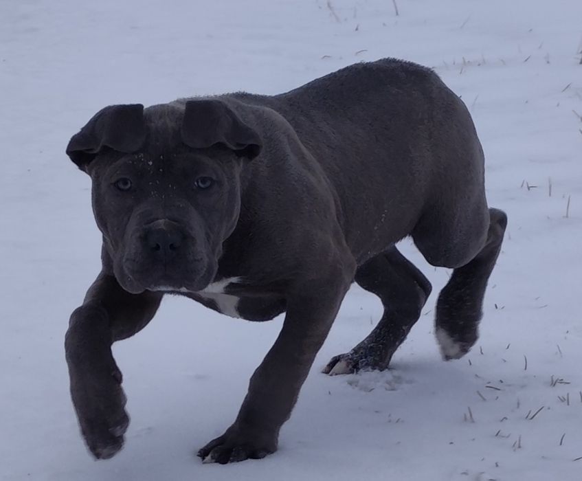 American Bully XL Suczka 3 msc