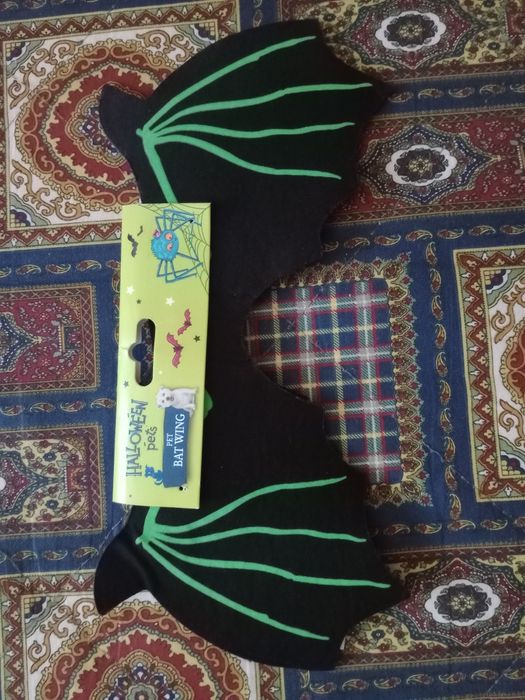 Одяг для собак і аксесуари