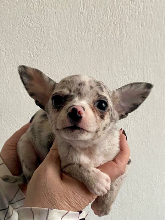 Blue merle ,Chihuahua szczeniak piesek , Śląsk