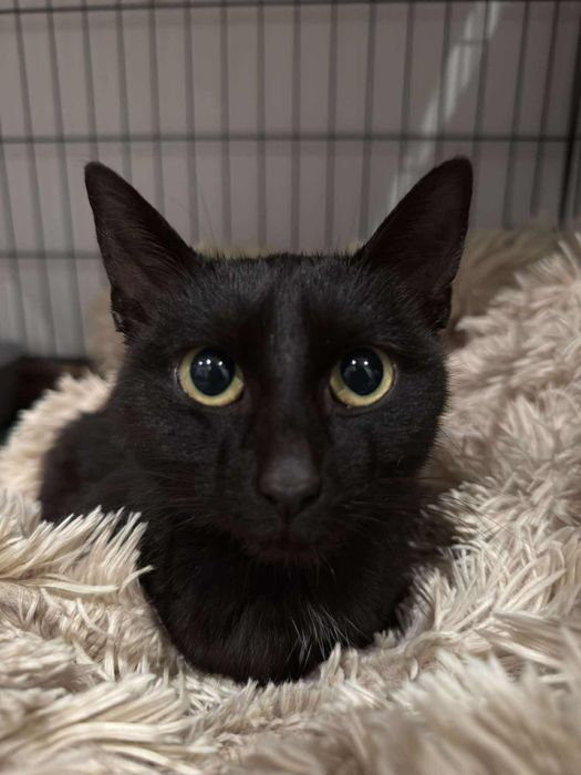 Czarna 2letnia kotka pilnie szuka domu