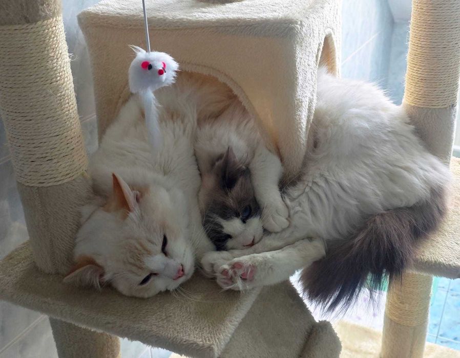 Ragdoll piękne kocięta z rodowodem