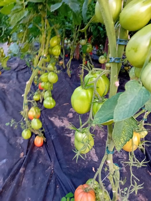 Ziemia ogrodowa pod warzywa-trawnik kompost humus obornik