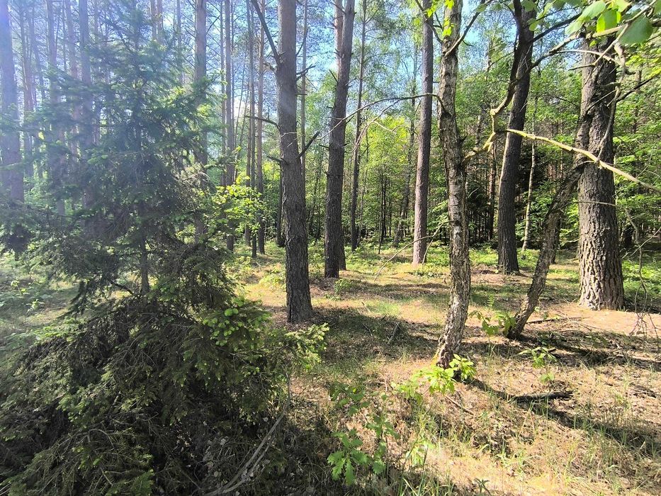 Działka lesna 1,0192 ha , Las