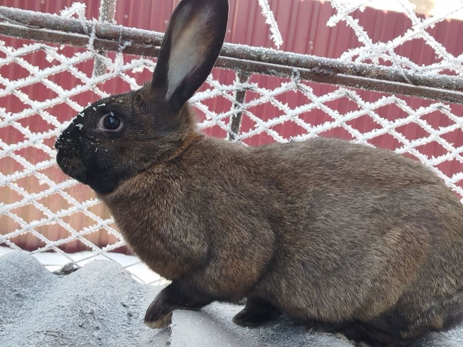 Кролики 3 місяці