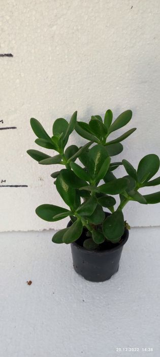 Вазончик Грошове Дерево(Товстянка)