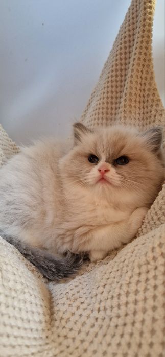 Bunia słodka koteczka