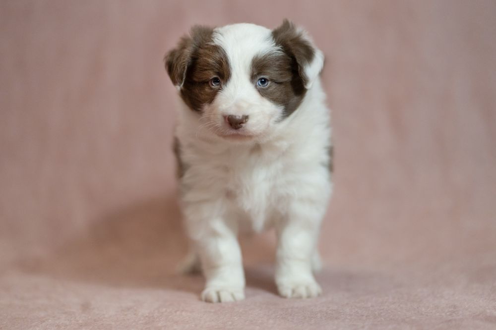 Border collie/chłopiec brązowy nr 2/genetyka/RTG/wyprawka
