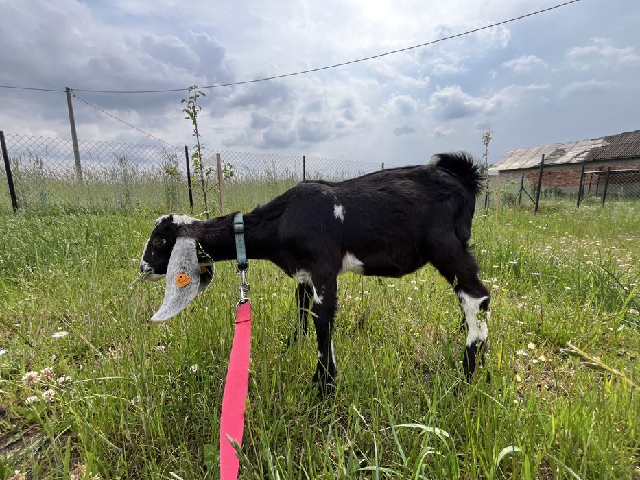 Kozy anglonubijskie 100% 3 szt 2 kozy i koziołek