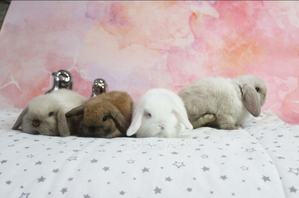 Mini lop króliki karzełek miniaturka baranek hodowla