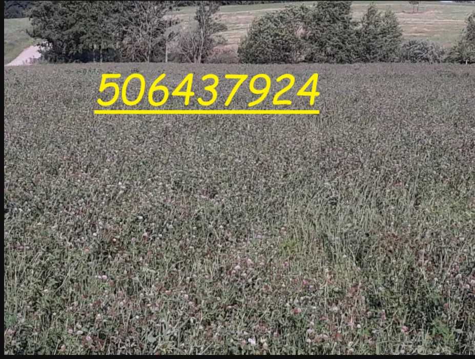 EKO  Mieszanki Kośno-Pastwiskowe. Koniczyna, Lucerna, Certyfikat EKO