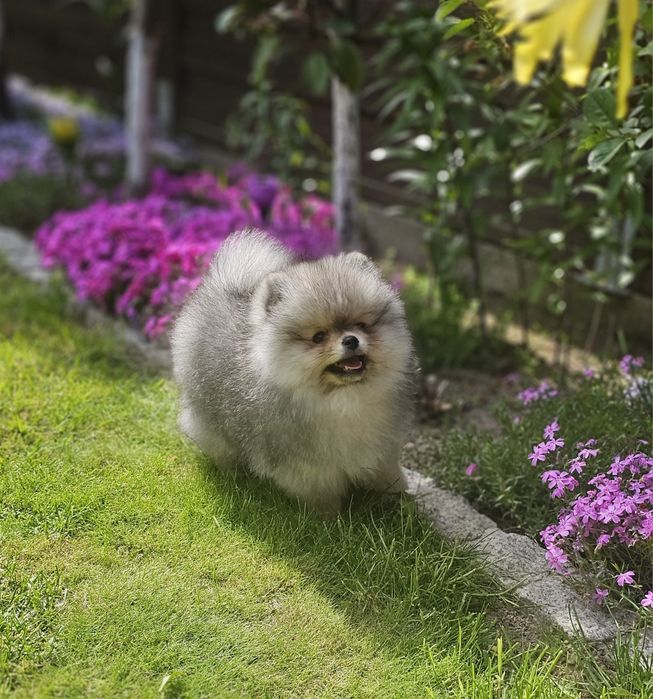 Szpic miniaturowy pomeranian sunia