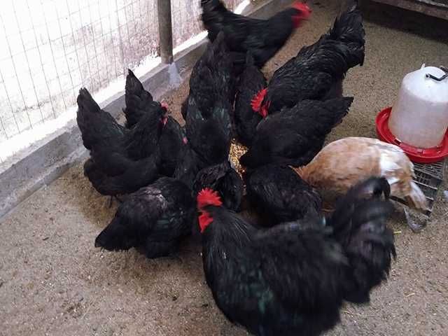 Інкубаційне яйце (курчата). Джерсійський гігант: чорний, блакитний.