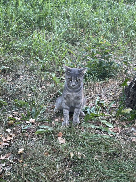 Кішечка   6 місяців