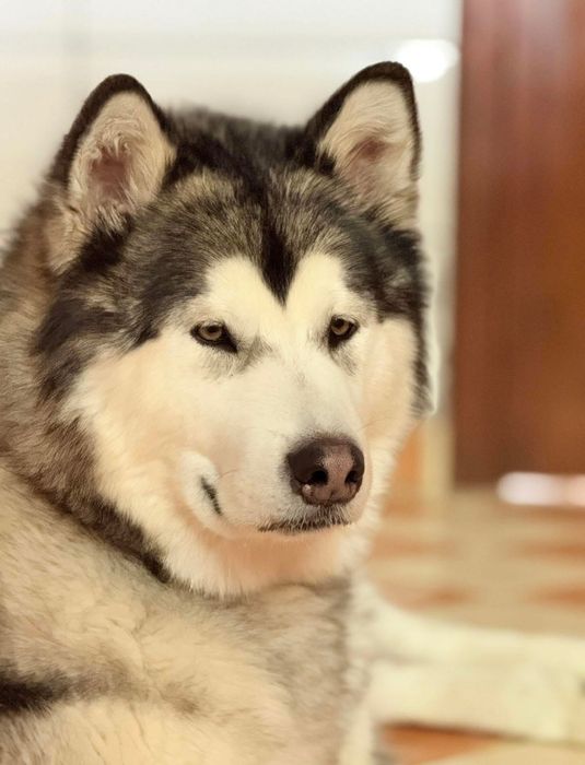 Alaskan Malamute ZKwP/FCI