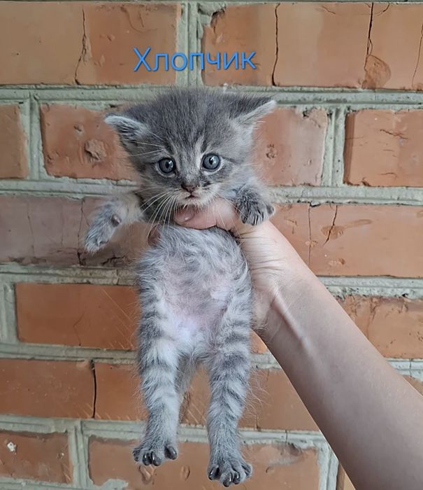 Даруємо  котиків