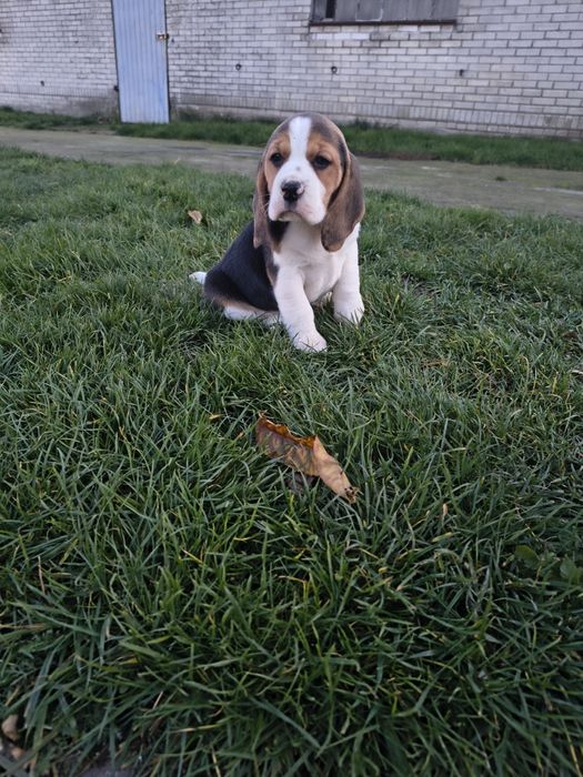 Beagle szczenięta