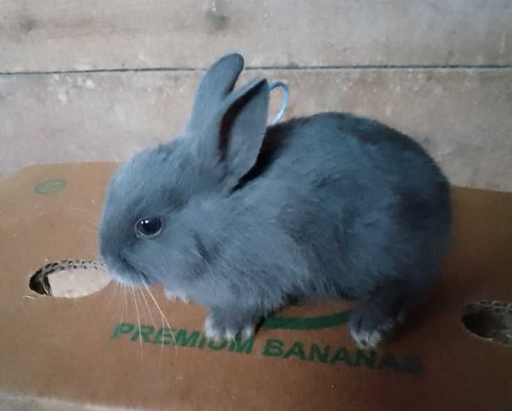 Króliczki miniaturki i mini lopki