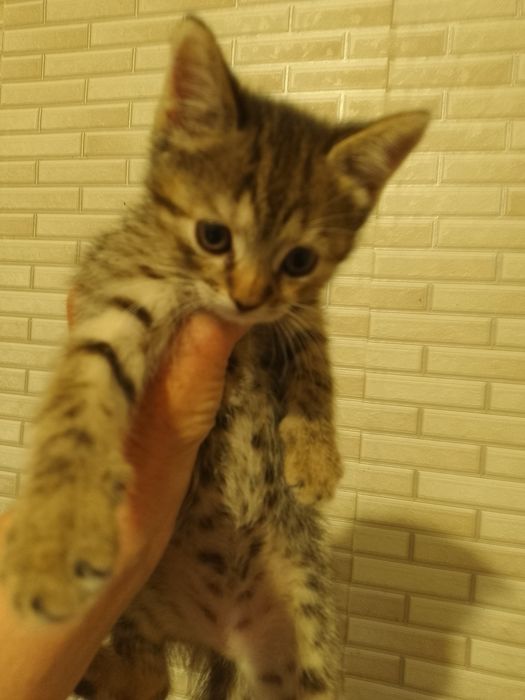 Кошенята британці