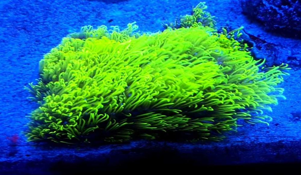 Briareum ultra fluo i super green fluo na skale-wymiana