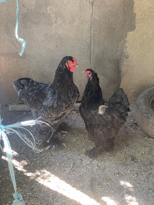 Casal de brahmas