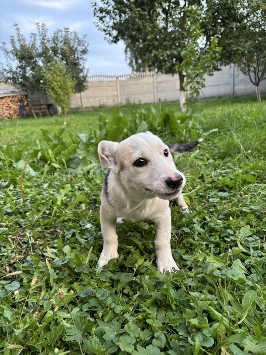 Цуценя в люблячу родину