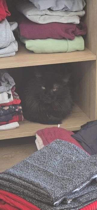 MAINE COON Śliczne Kociaki