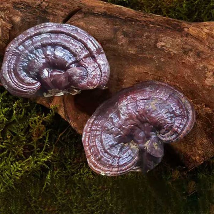 РЕЙШИ гриб | Ганодерма | Иммунитет и Спокойствие