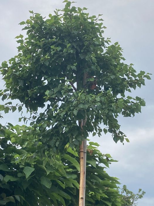 drzewa alejowe Klon Brzoza Akacja Wiąz Platan katalpa