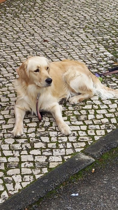 Passeio Cães / The Dog Walker