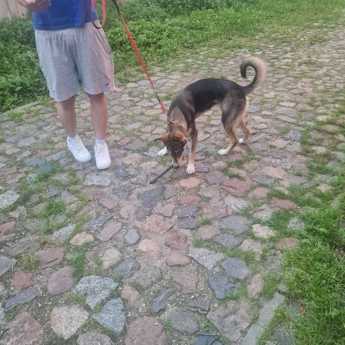 Fado 8 miesięcy do adopcji