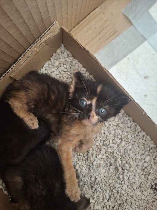 Gatinha  para adoção