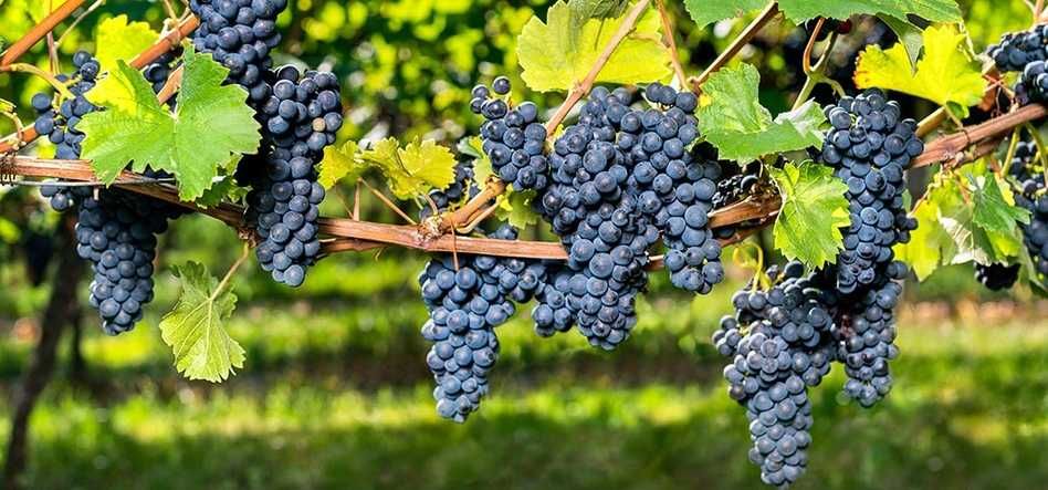 Uvas para vinificação