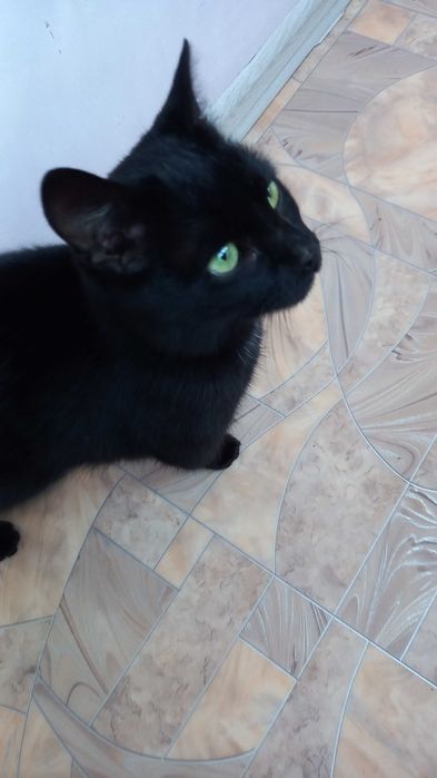 Котик ласковий  10 мес