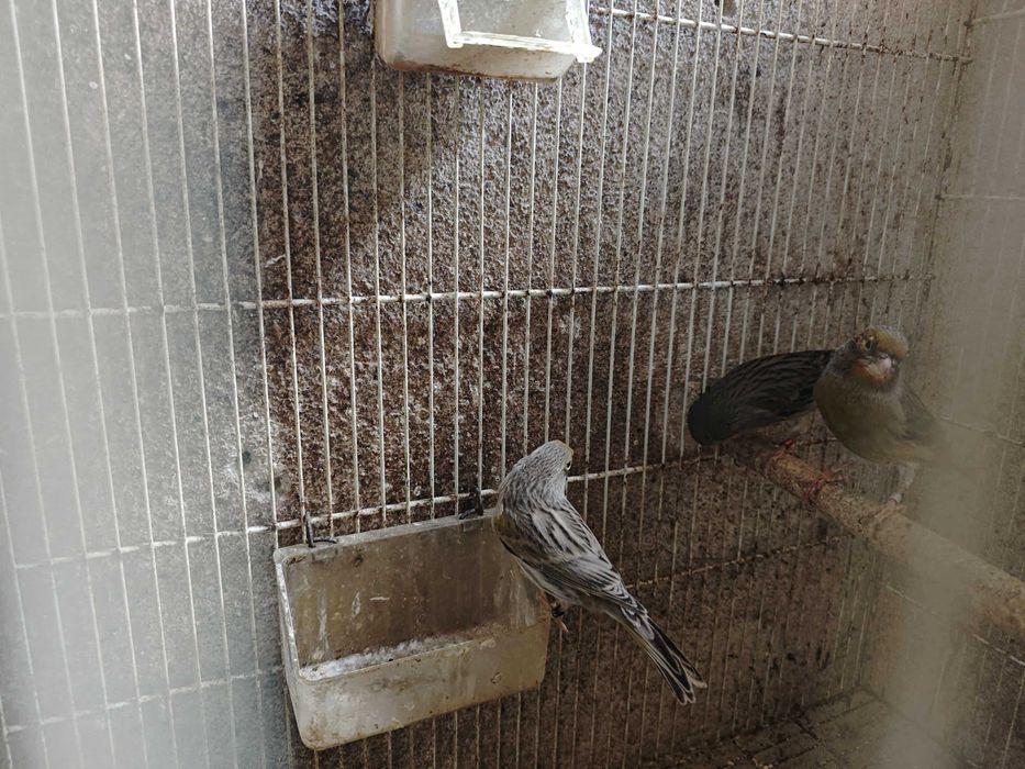 Canários 2025 várias raças!