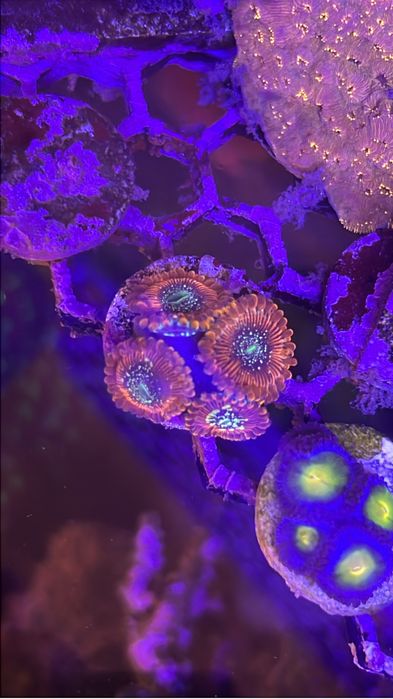 Frags zoanthus e mini colonias