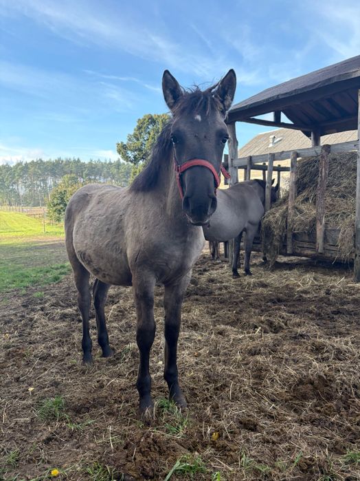 Klacz Konik Polski