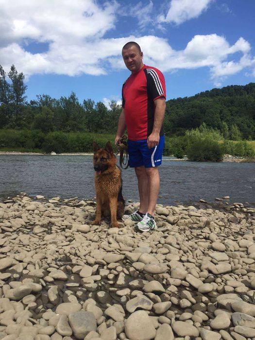 Кобель для в'язки.