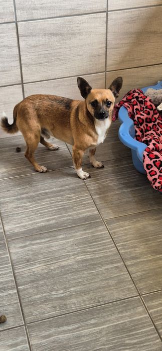 Dwa mikruski okolo 2 lata