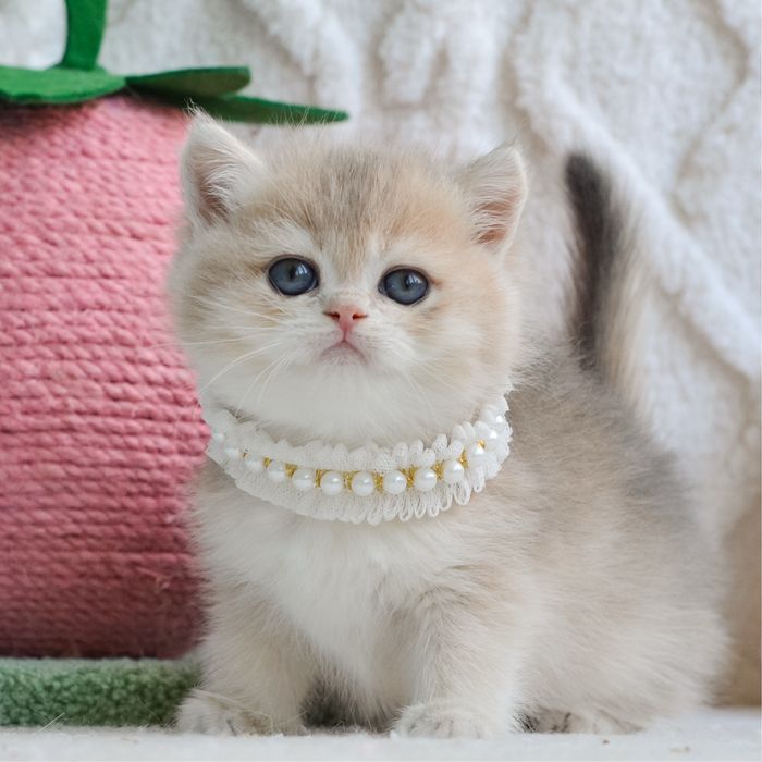 Зoлoта kpacуня, Київ