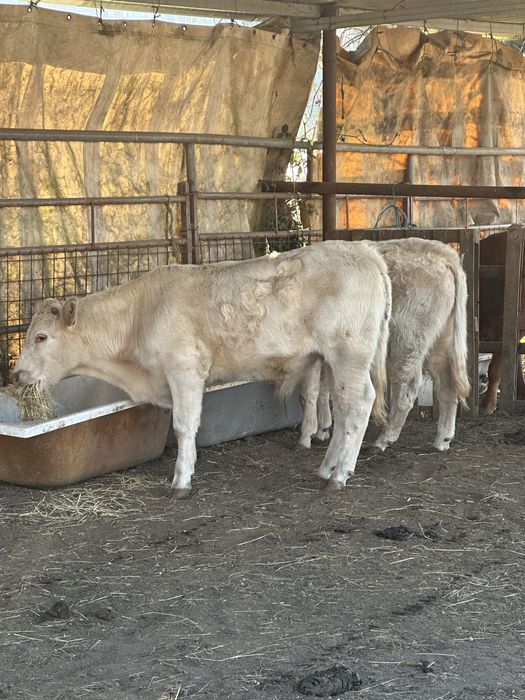 Vitelos machos charoleses