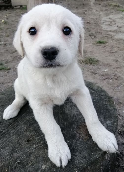 Дівчатка, метиси лабрадора.