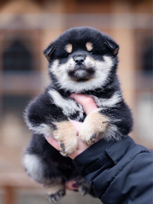 Шиба іну , сіба , shiba , чорнопідпалого забарвлення