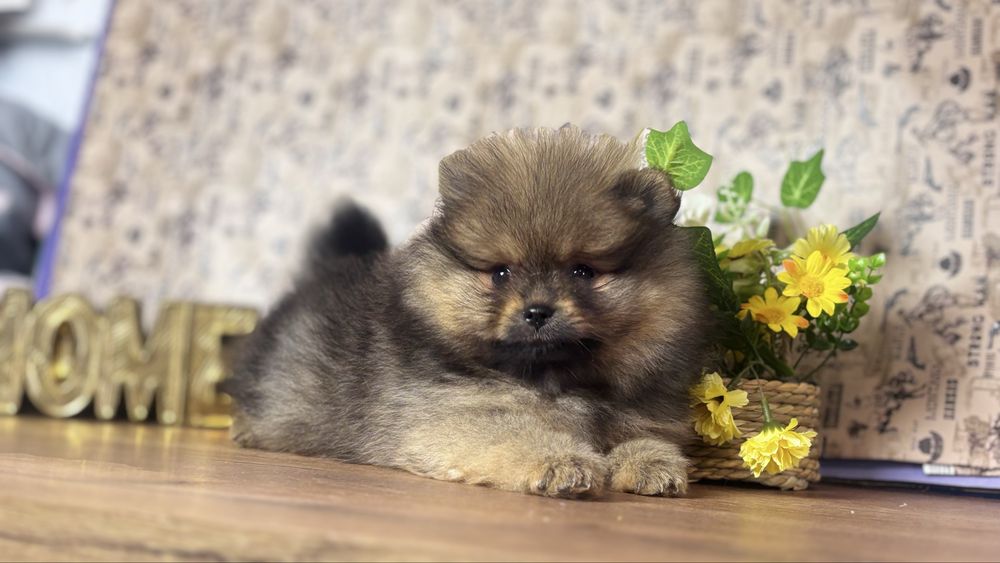 Щикарна дівчинка померанського шпіца