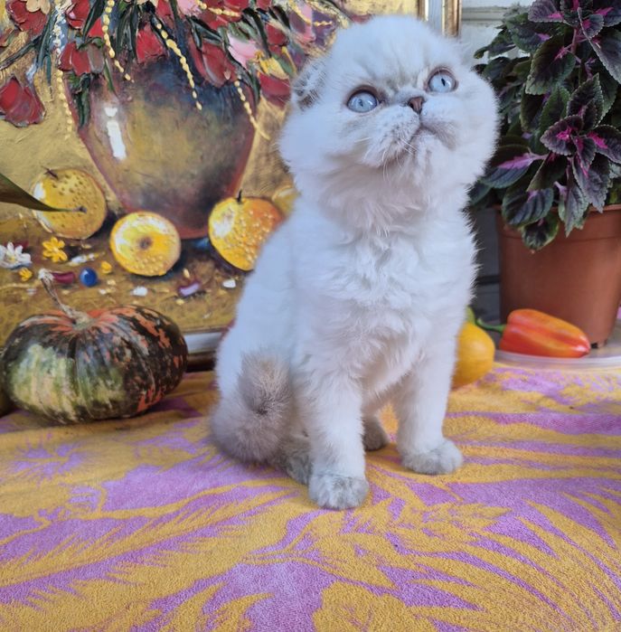 Шотландські кошенята!!!