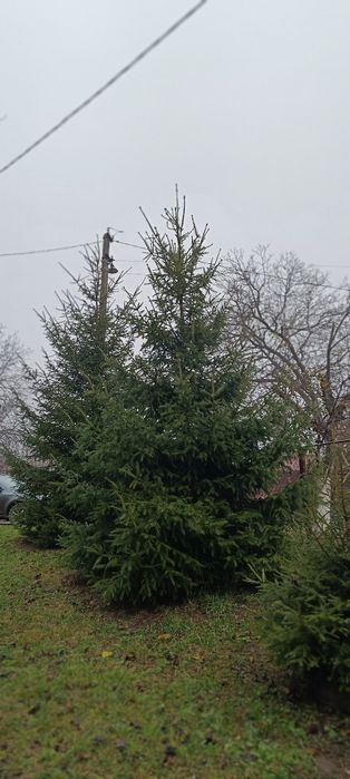 Продам ялинки живі