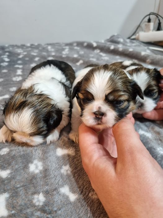 Sunia Shih-Tzu Lea do rezerwacji - odbiór po 8 tygodniach